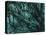 New Zealand, Rainforest-Thonig-Premier Image Canvas