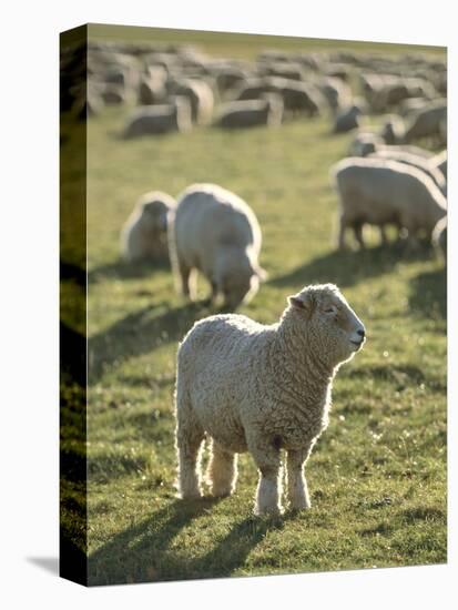 New Zealand, Sheep on the Pasture-Thonig-Premier Image Canvas