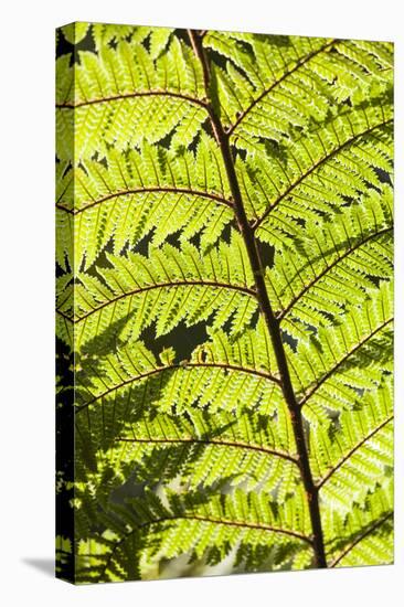 New Zealand, South Island, Fox Glacier Village, Lake Matheson, ferns-Walter Bibikow-Premier Image Canvas