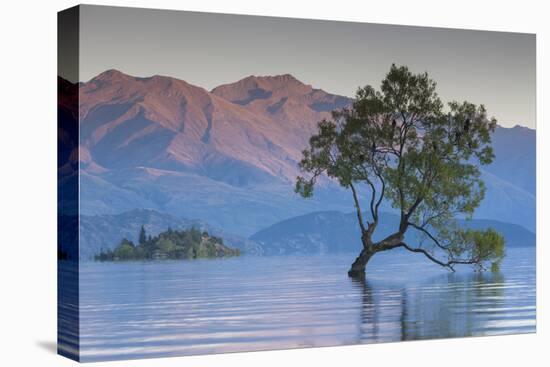 New Zealand, South Island, Otago, Wanaka, Lake Wanaka, solitary tree, dawn-Walter Bibikow-Premier Image Canvas