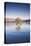 New Zealand, South Island, Otago, Wanaka, Lake Wanaka, solitary tree, dawn-Walter Bibikow-Premier Image Canvas