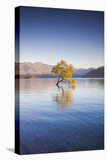 New Zealand, South Island, Otago, Wanaka, Lake Wanaka, solitary tree, dawn-Walter Bibikow-Premier Image Canvas