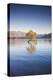 New Zealand, South Island, Otago, Wanaka, Lake Wanaka, solitary tree, dawn-Walter Bibikow-Premier Image Canvas