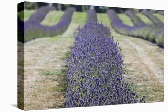 New Zealand, South Island, Otago, Wanaka, lavender farm-Walter Bibikow-Premier Image Canvas