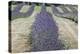 New Zealand, South Island, Otago, Wanaka, lavender farm-Walter Bibikow-Premier Image Canvas