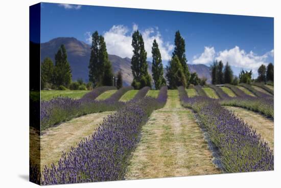 New Zealand, South Island, Otago, Wanaka, lavender farm-Walter Bibikow-Premier Image Canvas