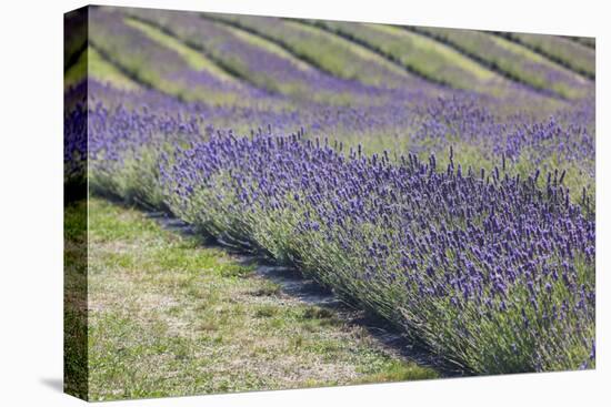 New Zealand, South Island, Otago, Wanaka, lavender farm-Walter Bibikow-Premier Image Canvas