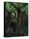 New Zealand, South Island, Treeferns in the Rainforest-Thonig-Premier Image Canvas