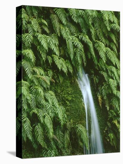 New Zealand, South Island, West Coast, Nature, Vegetation, Waterfall-Thonig-Premier Image Canvas