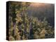 New Zealand, Southern Beech Wood, Nothofagus Truncata-Thonig-Premier Image Canvas