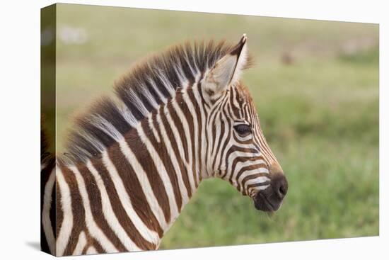 Newborn Colt Portrait, Day or Two Old, Ngorongoro, Tanzania-James Heupel-Premier Image Canvas