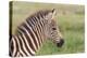 Newborn Colt Portrait, Day or Two Old, Ngorongoro, Tanzania-James Heupel-Premier Image Canvas