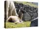 Newborn Llama Resting on Main Plaza, Machu Picchu, Peru-Diane Johnson-Premier Image Canvas