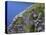 Newfoundland, Cape Saint Mary's Ecological Reserve-John Barger-Premier Image Canvas