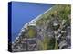 Newfoundland, Cape Saint Mary's Ecological Reserve-John Barger-Premier Image Canvas