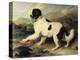 Newfoundland Dog Called Lion, 1824-Edwin Henry Landseer-Premier Image Canvas