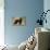 Newfoundland Dog-null-Premier Image Canvas displayed on a wall