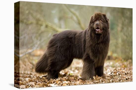 Newfoundland Dog-null-Premier Image Canvas