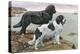 Newfoundlands by Water-Louis Agassiz Fuertes-Stretched Canvas