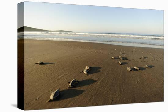 Newly Hatched Loggerhead Turtles (Caretta Caretta) Heading Down Beach to the Sea, Dalyan, Turkey-Zankl-Premier Image Canvas