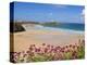 Newquay Beach with Valerian in Foreground, Cornwall, England, United Kingdom, Europe-Neale Clark-Premier Image Canvas