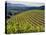 Newton Vineyard, Napa Valley, California, Usa-Janis Miglavs-Premier Image Canvas