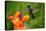 Nice Hummingbird, Magnificent Hummingbird, Eugenes Fulgens, Flying next to Beautiful Orange Flower-Ondrej Prosicky-Premier Image Canvas