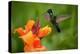 Nice Hummingbird, Magnificent Hummingbird, Eugenes Fulgens, Flying next to Beautiful Orange Flower-Ondrej Prosicky-Premier Image Canvas