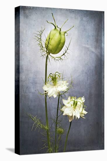 Nigella, Black Cumin, Flower, Blossom, Plant, Still Life, Green, White-Axel Killian-Premier Image Canvas