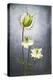 Nigella, Black Cumin, Flower, Blossom, Plant, Still Life, Green, White-Axel Killian-Premier Image Canvas