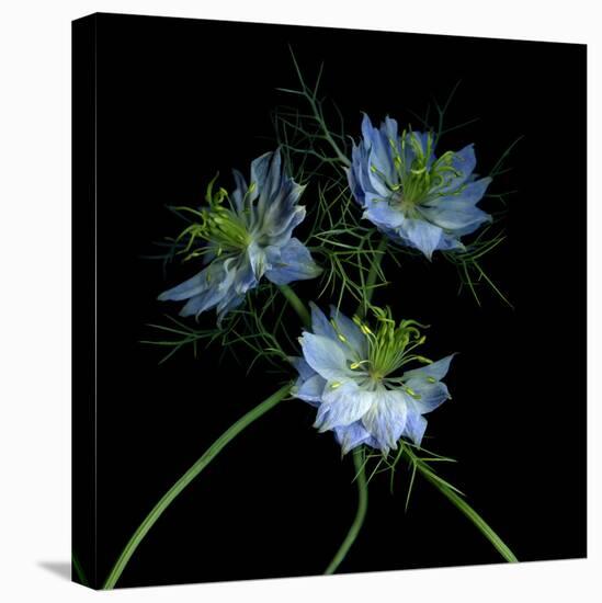 Nigella-Magda Indigo-Premier Image Canvas