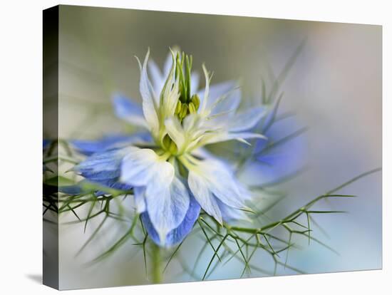 Nigella-Heidi Westum-Premier Image Canvas