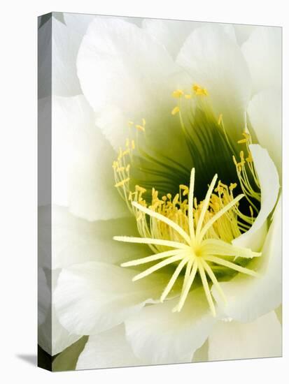 Night Blooming Cereus, Tucson, Arizona, USA-Peter Hawkins-Premier Image Canvas