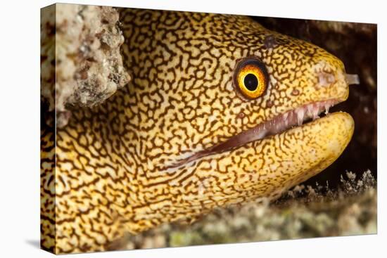 Night Dive Photograph of Goldentail Eel Off Bonaire-James White-Premier Image Canvas