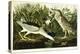 Night Heron or Lua Bird, 1835-John James Audubon-Premier Image Canvas