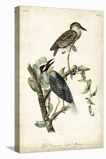 Night Heron-John James Audubon-Stretched Canvas