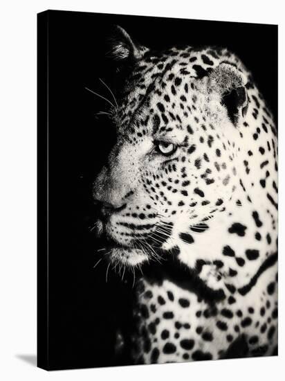 Night Leopard-Wink Gaines-Stretched Canvas