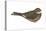 Nighthawk (Chordeiles Minor), Birds-Encyclopaedia Britannica-Stretched Canvas