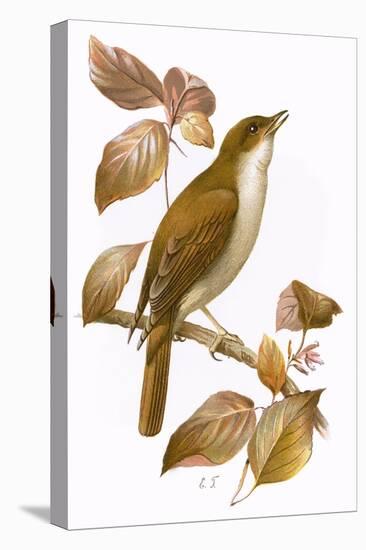 Nightingale-English-Premier Image Canvas