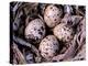 Nightjar Nest and Eggs, Thaku River, British Columbia, Canada-Gavriel Jecan-Premier Image Canvas