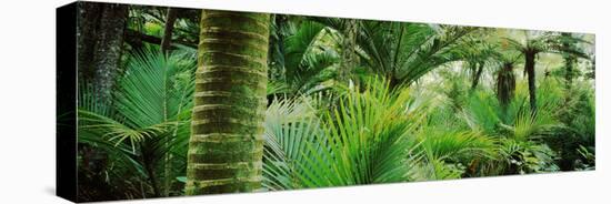 Nikau Palm Trees in a Forest, Kohaihai River, Oparara Basin Arches, Karamea, South Island-null-Stretched Canvas