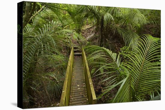 Nikau Palms and Footbridge at Parry Kauri Park, Warkworth, Auckland Region, North Island-David Wall-Premier Image Canvas