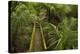 Nikau Palms and Footbridge at Parry Kauri Park, Warkworth, Auckland Region, North Island-David Wall-Premier Image Canvas