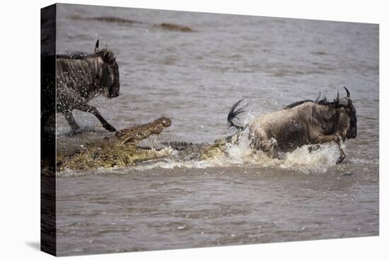 Nile Crocodile Attacking Wildebeest Migrating across Mara River-null-Premier Image Canvas