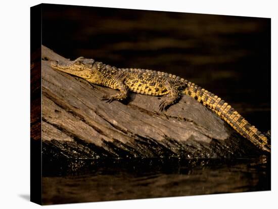 Nile Crocodile, Chobe National Park, Botswana-Pete Oxford-Premier Image Canvas