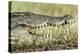 Nile Crocodile, Chobe National Park, Botswana-Paul Souders-Premier Image Canvas