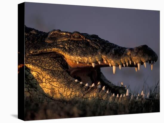 Nile Crocodile, Chobe River at Sunset, Chobe National Park, Botswana-Paul Souders-Premier Image Canvas