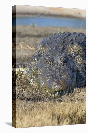 Nile crocodile (Crocodylus niloticus), Chobe River, Botswana, Africa-Ann and Steve Toon-Premier Image Canvas