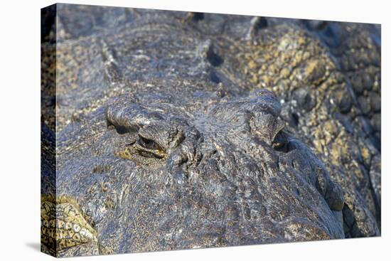 Nile crocodile (Crocodylus niloticus), Chobe River, Botswana, Africa-Ann and Steve Toon-Premier Image Canvas