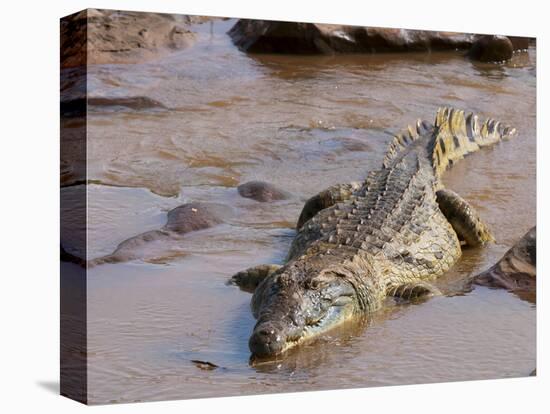 Nile Crocodile (Crocodylus Niloticus), Tsavo East National Park, Kenya, East Africa, Africa-Sergio Pitamitz-Premier Image Canvas